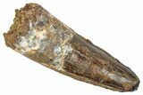 Fossil Spinosaurus Tooth - Real Dinosaur Tooth #348659-1